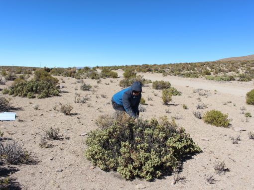 Servicios Bióticos de Proyectos Mineros y Energéticos