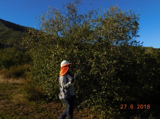 La línea de base de Flora y Vegetación
