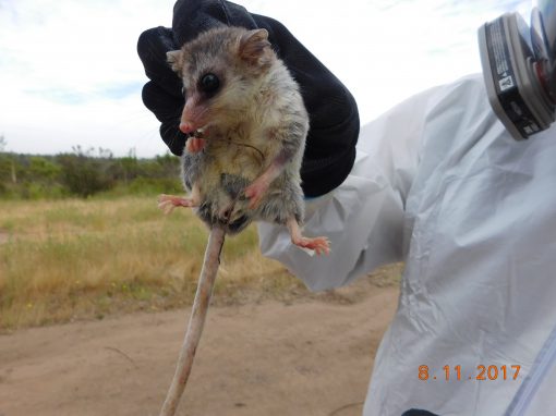 La línea de base de Fauna vertebrada