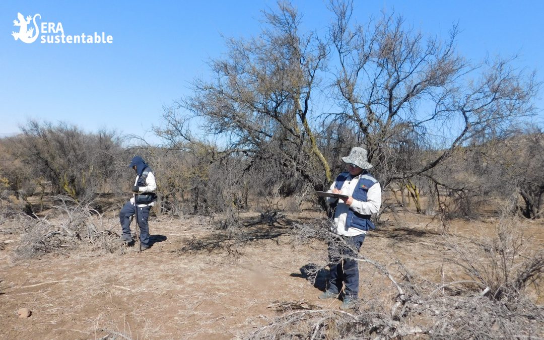 Perturbación controlada: novedoso servicio de mitigación de fauna silvestre