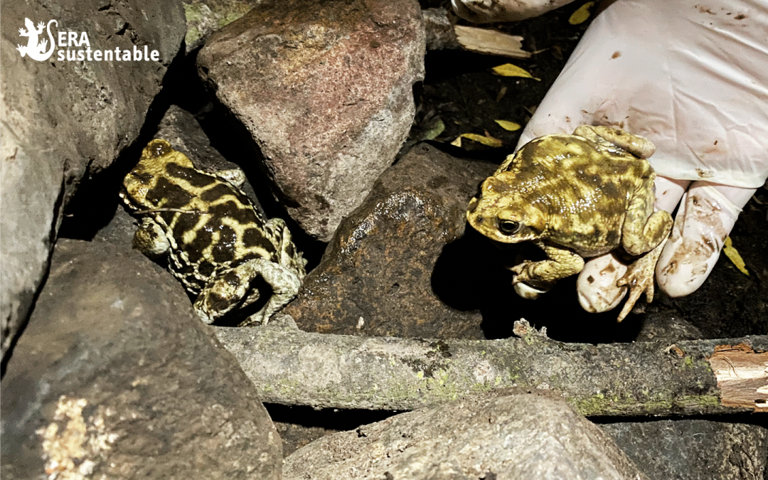 Sapo de Atacama: experiencias de relocalización de fauna de baja movilidad