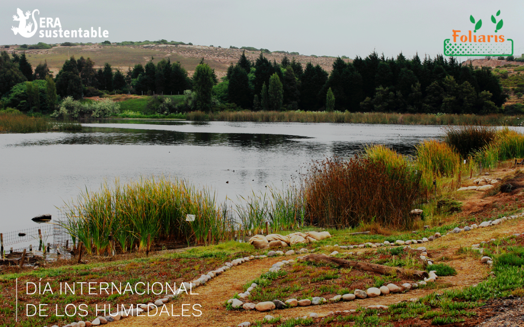 Foliaris biorrollos vegetados: herramienta de bioingeniería para restauración de ecosistemas ribereños
