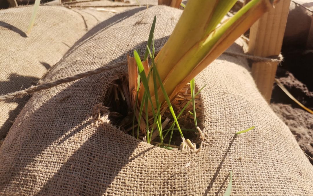 ERA Sustentable presenta su producto Foliaris biorrollos para proyectos de restauración ribereñas